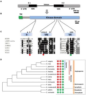 NIPK, a protein pseudokinase that interacts with the C subunit of the transcription factor NF-Y, is involved in rhizobial infection and nodule organogenesis